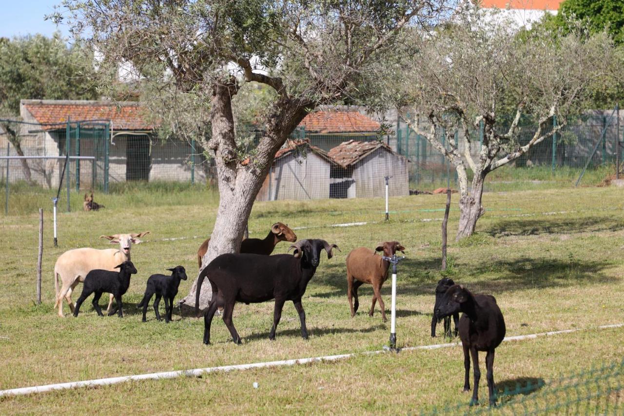 Villa Quinta Dos Patos à Pinhanços Extérieur photo